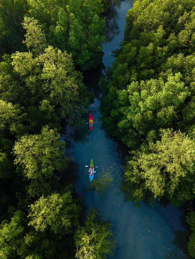 Vibrant kayaks navigate the tranquil waters surrounded by dense mangroves, capturing the beauty of nature and adventure in perfect harmony.